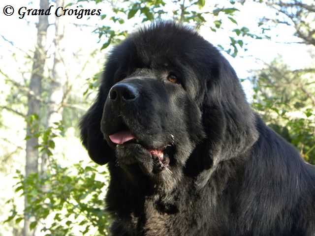 Publication : Du Domaine du Grand Croignes Auteur : A. Rouget