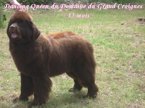 CH. Dancing queen Du Domaine du Grand Croignes