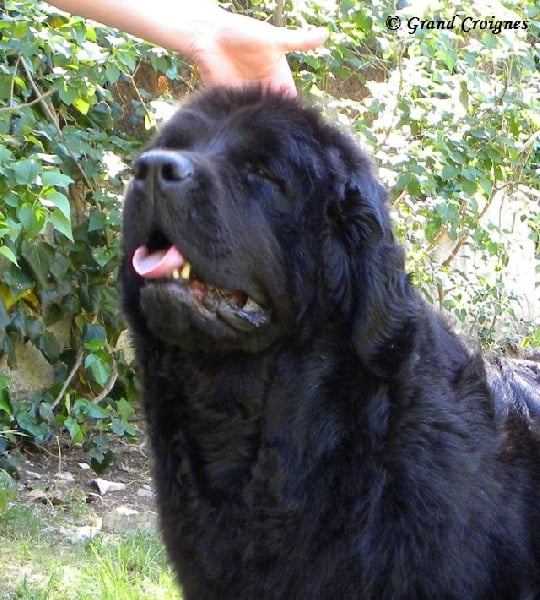 Diamenteka skipper's du Pays de Brocéliande