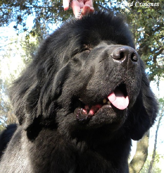 Publication : Du Domaine du Grand Croignes Auteur : A. Rouget