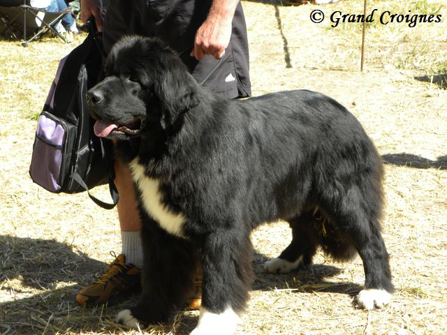 Publication : Du Domaine du Grand Croignes Auteur : A. Rouget