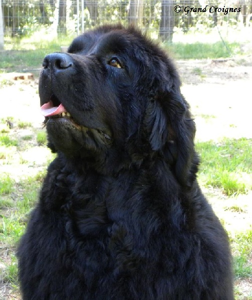 Diamenteka skipper's du Pays de Brocéliande