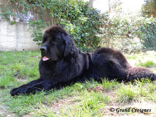 Diamenteka skipper's du Pays de Brocéliande