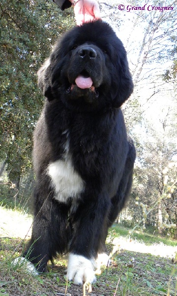 Publication : Du Domaine du Grand Croignes Auteur : A. Rouget