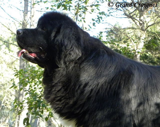 Publication : Du Domaine du Grand Croignes Auteur : A. Rouget