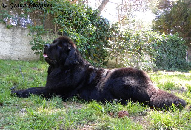 Diamenteka skipper's du Pays de Brocéliande