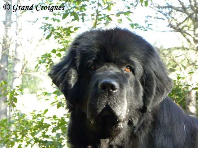 Publication : Du Domaine du Grand Croignes Auteur : A. Rouget