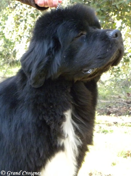 Publication : Du Domaine du Grand Croignes Auteur : A. Rouget