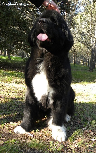 Publication : Du Domaine du Grand Croignes Auteur : A. Rouget