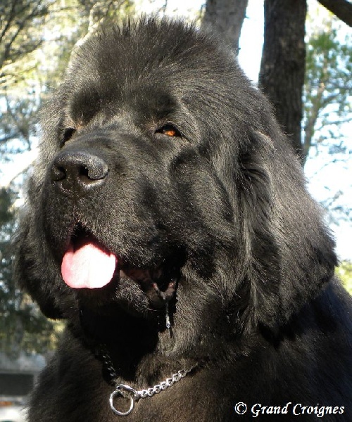 Publication : Du Domaine du Grand Croignes Auteur : A. Rouget