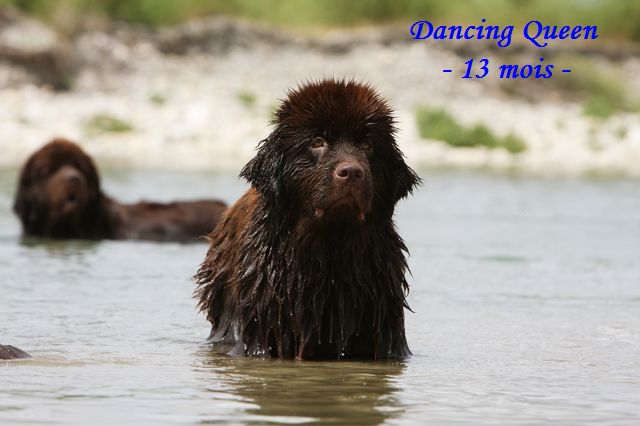 CH. Dancing queen Du Domaine du Grand Croignes