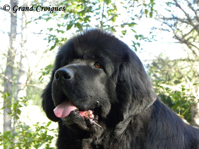 Publication : Du Domaine du Grand Croignes Auteur : A. Rouget