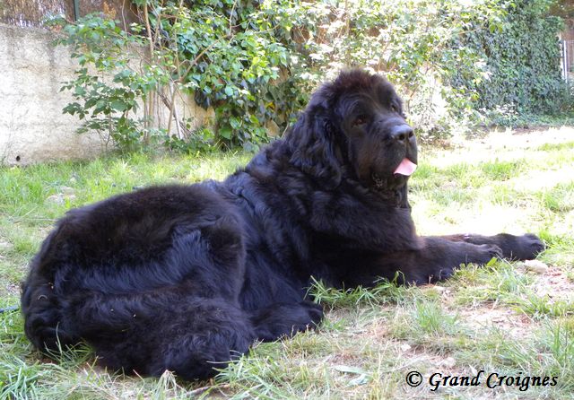 Diamenteka skipper's du Pays de Brocéliande