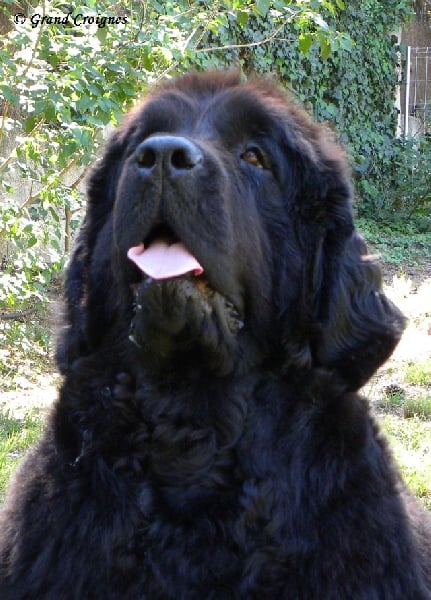 Diamenteka skipper's du Pays de Brocéliande
