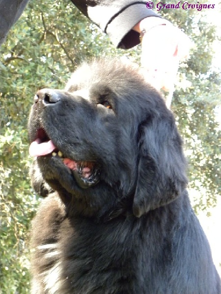 Publication : Du Domaine du Grand Croignes Auteur : A. Rouget