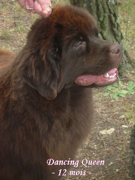 CH. Dancing queen Du Domaine du Grand Croignes