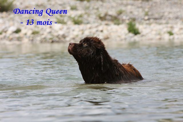 CH. Dancing queen Du Domaine du Grand Croignes