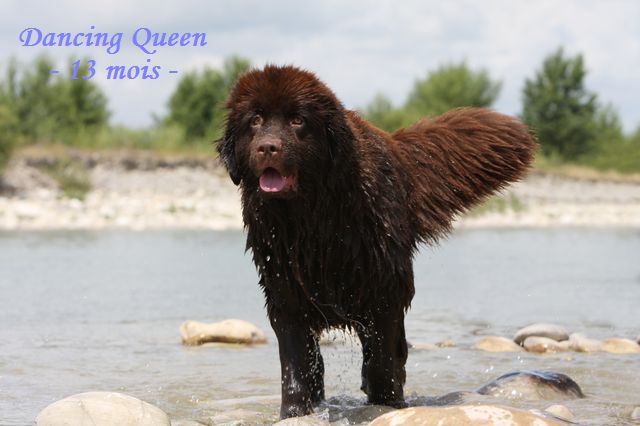 CH. Dancing queen Du Domaine du Grand Croignes