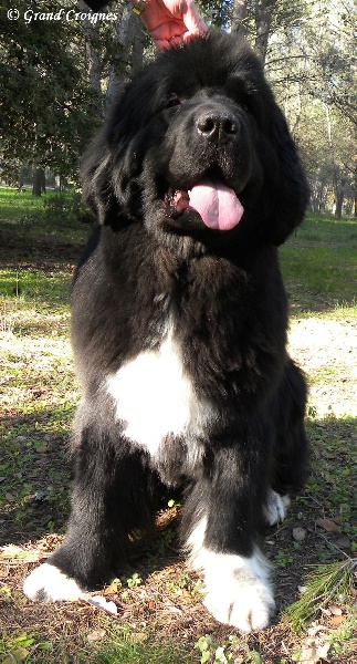 Publication : Du Domaine du Grand Croignes Auteur : A. Rouget