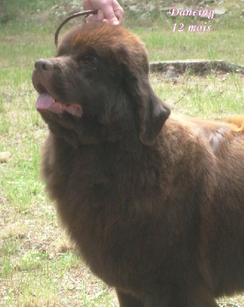 CH. Dancing queen Du Domaine du Grand Croignes