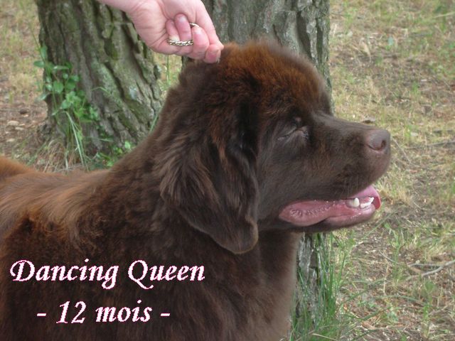 CH. Dancing queen Du Domaine du Grand Croignes