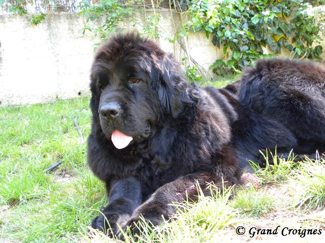 Diamenteka skipper's du Pays de Brocéliande