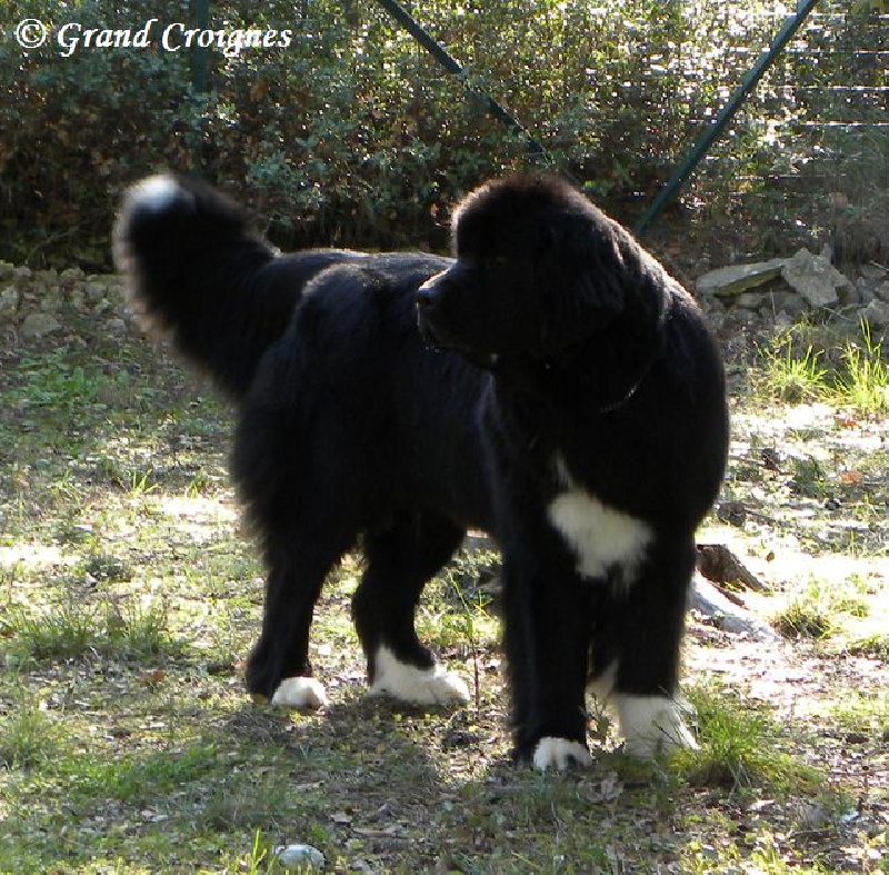 Publication : Du Domaine du Grand Croignes Auteur : A. Rouget