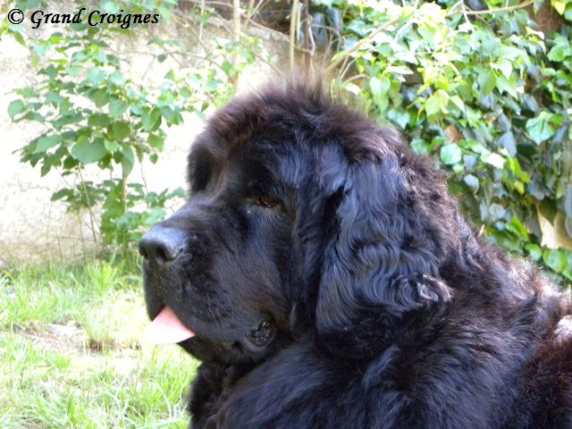 Diamenteka skipper's du Pays de Brocéliande