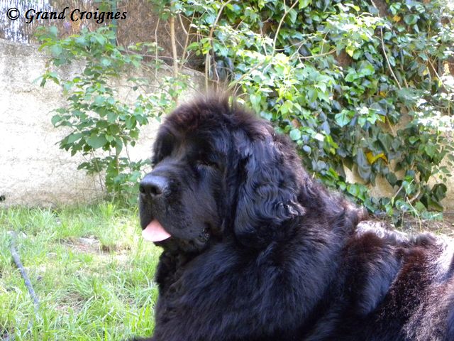 Diamenteka skipper's du Pays de Brocéliande