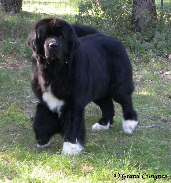 Publication : Du Domaine du Grand Croignes Auteur : A. Rouget