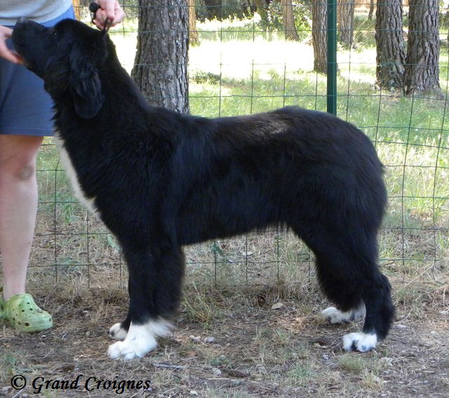 Publication : Du Domaine du Grand Croignes Auteur : A. Rouget