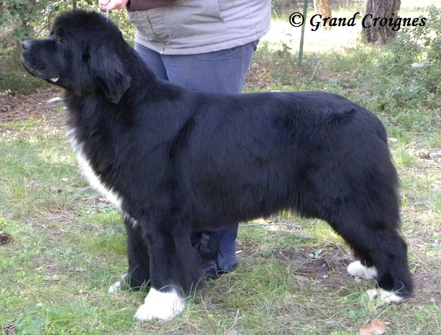 Publication : Du Domaine du Grand Croignes Auteur : A. Rouget