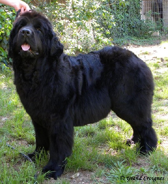 Diamenteka skipper's du Pays de Brocéliande