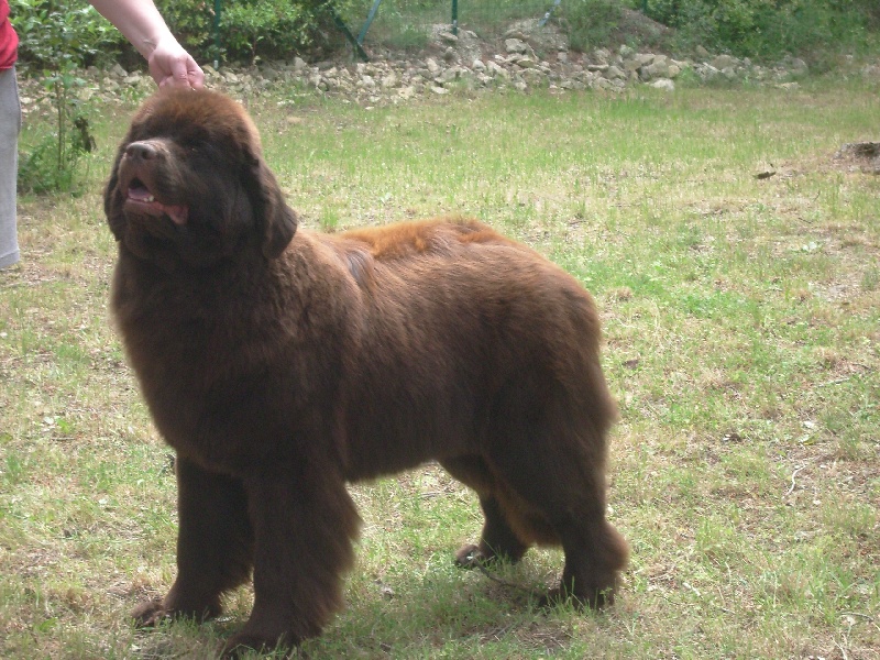 CH. Dancing queen Du Domaine du Grand Croignes