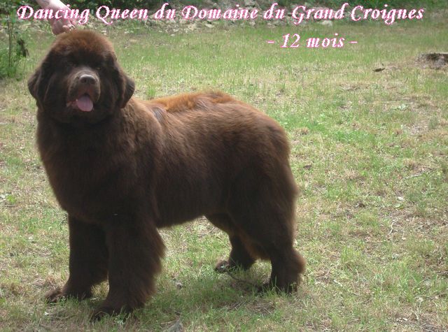 CH. Dancing queen Du Domaine du Grand Croignes
