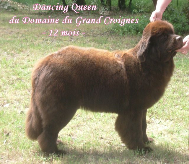 CH. Dancing queen Du Domaine du Grand Croignes