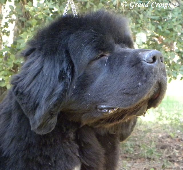 Publication : Du Domaine du Grand Croignes Auteur : A. Rouget