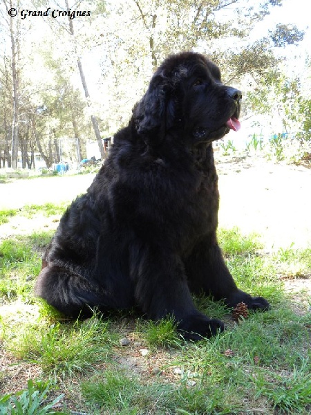 Diamenteka skipper's du Pays de Brocéliande