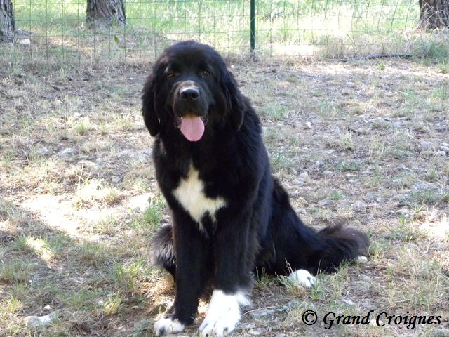 Publication : Du Domaine du Grand Croignes Auteur : A. Rouget