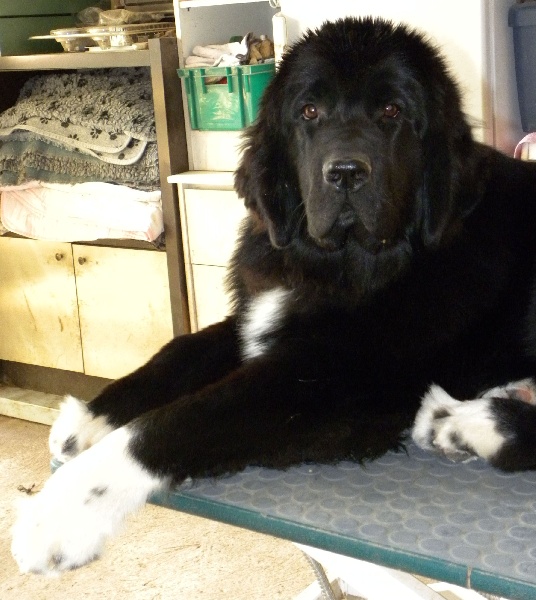 Publication : Du Domaine du Grand Croignes Auteur : A. Rouget