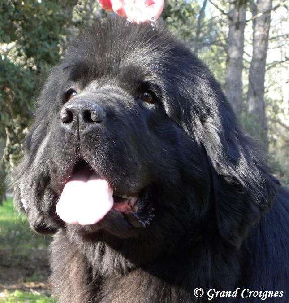 Publication : Du Domaine du Grand Croignes Auteur : A. Rouget