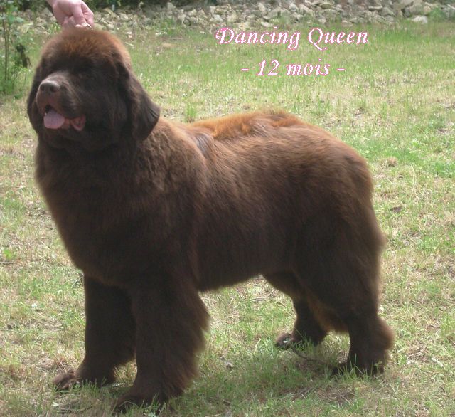 CH. Dancing queen Du Domaine du Grand Croignes