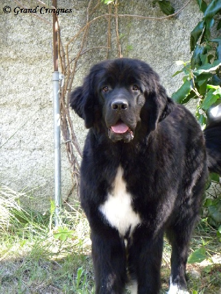 Publication : Du Domaine du Grand Croignes Auteur : A. Rouget