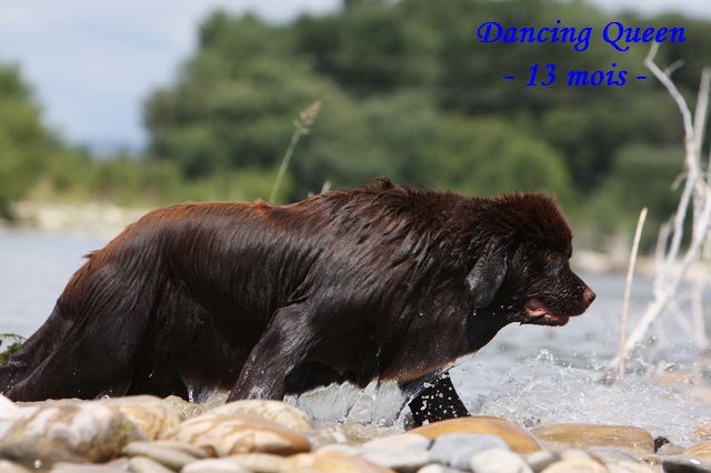 CH. Dancing queen Du Domaine du Grand Croignes