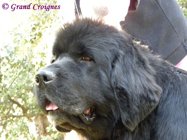 Publication : Du Domaine du Grand Croignes Auteur : A. Rouget