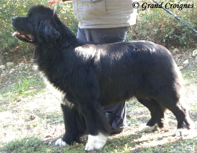 Publication : Du Domaine du Grand Croignes Auteur : A. Rouget