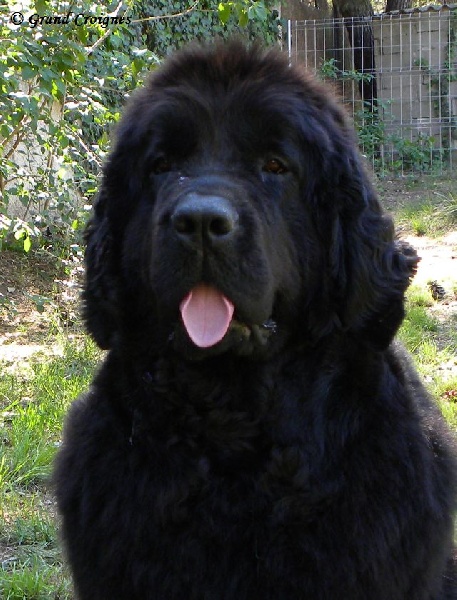 Diamenteka skipper's du Pays de Brocéliande