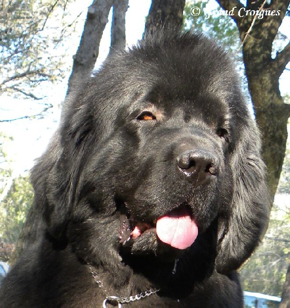 Publication : Du Domaine du Grand Croignes Auteur : A. Rouget