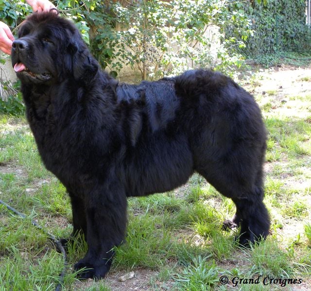 Diamenteka skipper's du Pays de Brocéliande