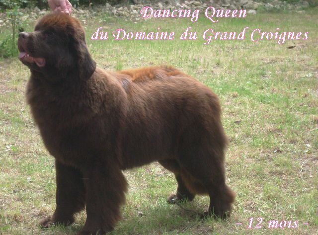 CH. Dancing queen Du Domaine du Grand Croignes
